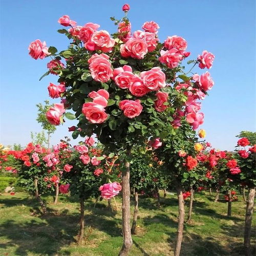 阳光、水分、营养，一样者阝不嫩少