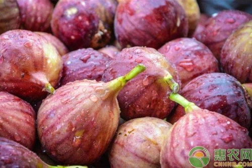 无花果种植时施用哪种肥料效果最佳