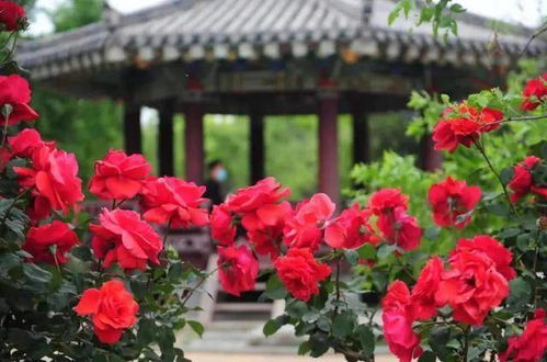 绿博园月季花海：赏花新去处