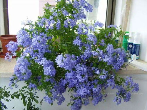 办公室Zui吉利的三种花