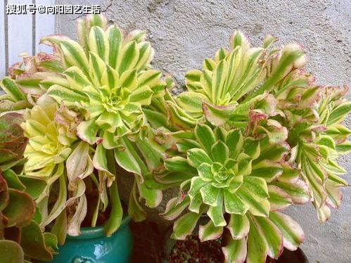 黑法师叶子发黄，是缺水了吗