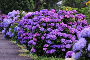 浇水与施肥，绣球花的两大法宝