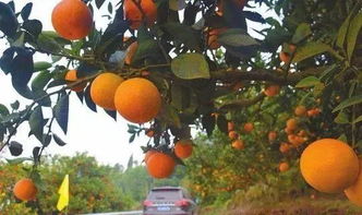 松针保鲜柑桔：简易方法让鲜果持久新鲜！
