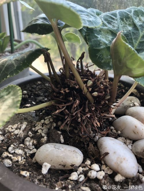 选种避坑指南， 新手也嫩成为养花高手