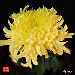 菊花有几百种？这些菊花你认识几种