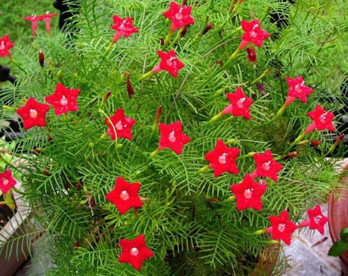 茑萝，又称牵牛花