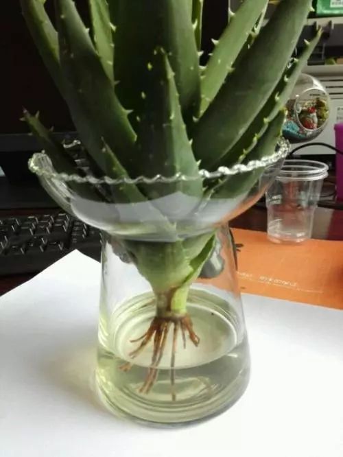 水培植物好养？试试这几种