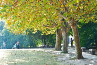 梧桐树：高大的身影， 夏季的阴凉