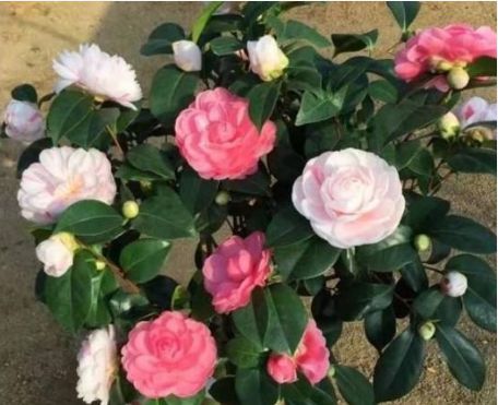 阳光充足， 生长旺盛