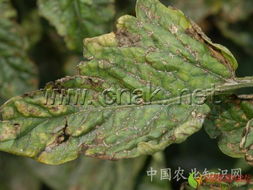 农用链霉素：神奇的植物守护者