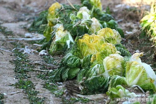 白菜白菜，冬天的好伙伴