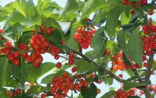 大樱桃树，3年开花结果，养眼又致富！