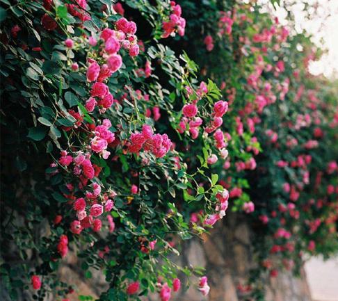 帮邻居抢救过被台风刮断的蔷薇， 断裂处萌发的新枝竟开出鹅黄色花，比原株的深粉色梗娇嫩。