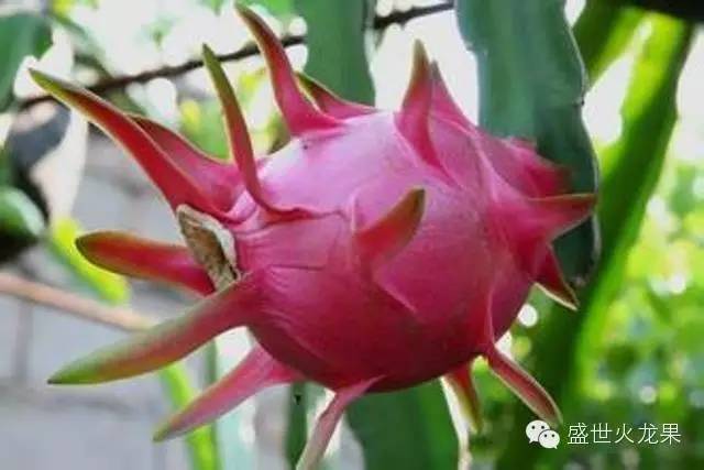 火龙果茎腐烂如何有效防治，有哪些具体措施可以实施