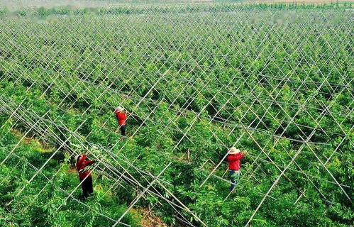 果园除草新途径