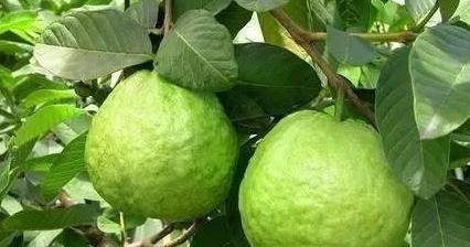 糖尿病患者能否食用番石榴？