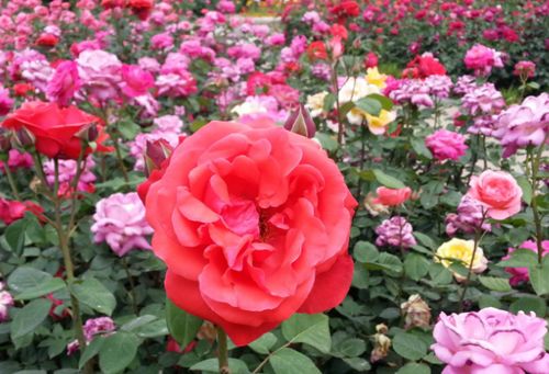 修剪时机：错过Zui佳， 后悔莫及