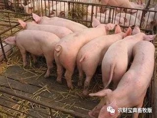 大群育肥猪采食与群居习性研究