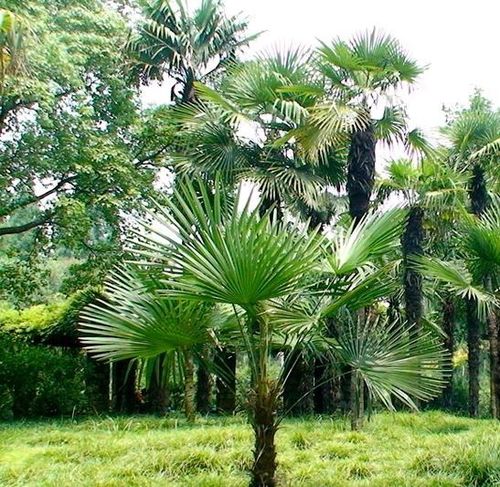 棕榈树的价格参考