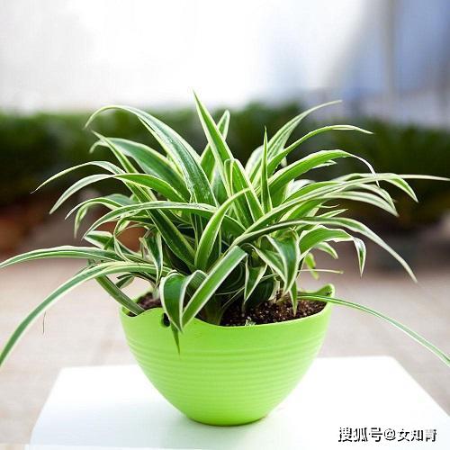草莓吊兰养殖技巧，春季开花，爆款花卉新宠