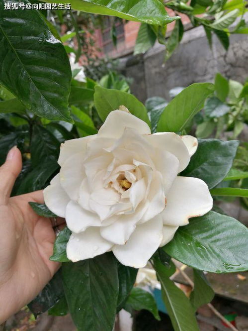 栀子花核心：花瓣密不透水