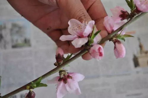 桃树开花时，浇水会影响授粉吗