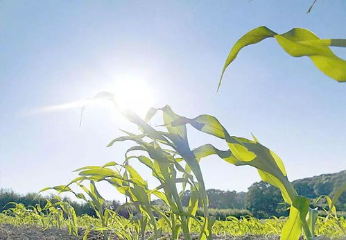 除草剂效果到底怎么样