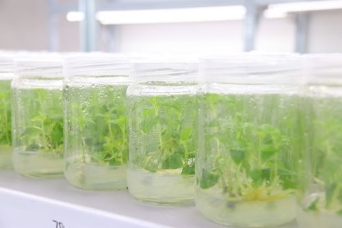 植物外植体消毒时有哪些方法可以借鉴杀虫剂的消毒原理？