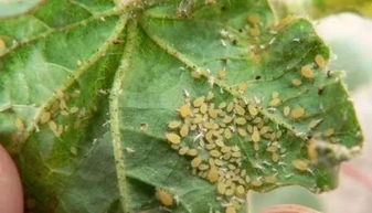 灭多威的不同规格