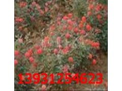 河北心蕾花卉种植基地：特色种植的引领者