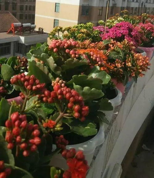 花卉养殖，一门艺术
