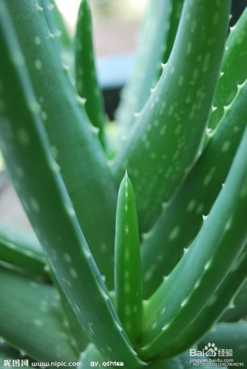 芦荟植物的营养价值如何，探秘它神奇的成分有哪些