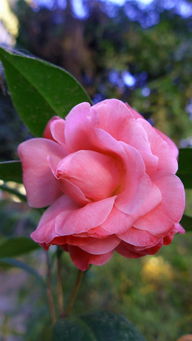 雕石茶花， 一个美丽的误会