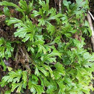 侧柏与石上柏：它们的不同之处