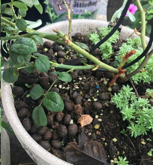 月季冬剪， 简单又讲究