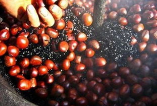 栗子的采收和处理大揭秘