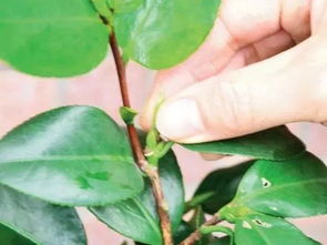 春季盆花修剪养护时如何根据植物特性合理修剪