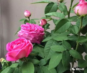 月季花春季扦插繁衍手艺：第一步，苗床预备