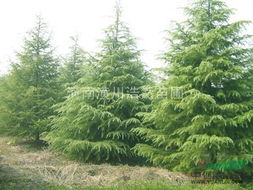 雪松价格影响因素