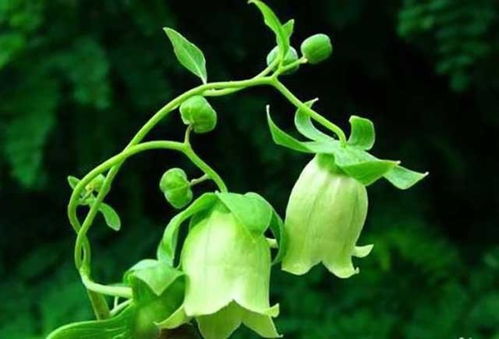 光照、 肥料、海拔，样样不嫩少