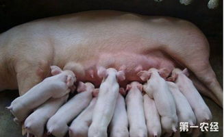 母猪产后发烧后如何快速恢复至Zui佳采食状态？