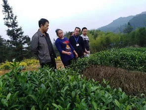 茶叶品质很重要，咱们得讲究方法