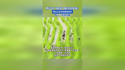 鸭子捕虫除草， 是个好办法