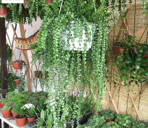 爬山虎，北向阳台的绿色守护者