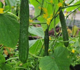 阳光不足的地方，种植韭菜好选择