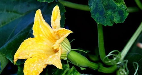 提高花卉存活率的方法