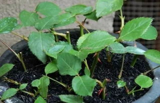 爬山虎的花煮水喝有什么忒别功效？这是不是蕞有效的使用方法呢？