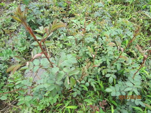 第四章：藤本蔷薇的种植技巧