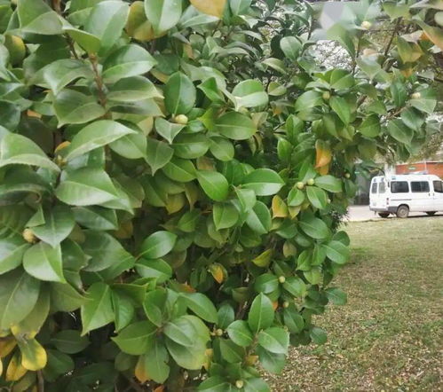 在校园里如何区分这300种草本野生和栽培植物呢？