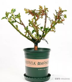 第四步：阳光，让玫瑰宝宝晒晒太阳